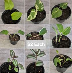 $2 Each Indoor House Plant (golden Pothos, Neon Pothos, N'Joy, Marble Pothos, Spider Plant)