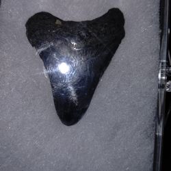 Huge Sharks Tooth