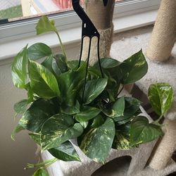 Hawaiian Golden Pothos Cuttings