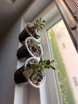 Succulent