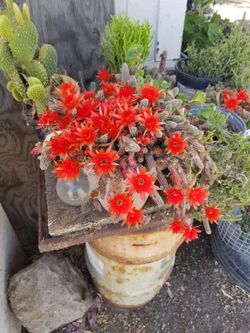 Plants And Organic Eggs 4Sale.... Located In Dos Palos