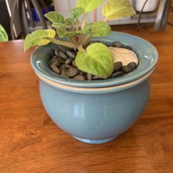 African Violet Potted Plant