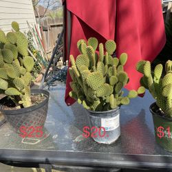 Bunny Ear Cactus