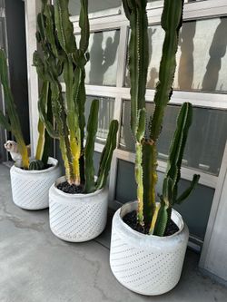 Planters made from washing machine drums