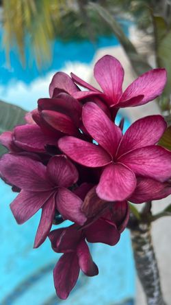 Dark Burgundy
