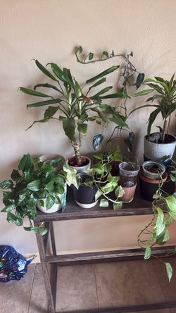 Plants