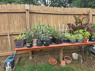 Inside and Outside Plants