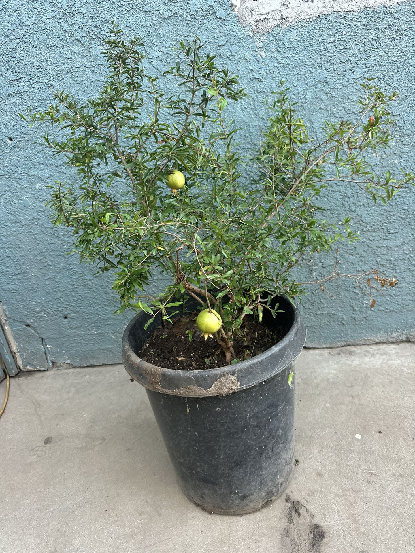 Pomegranate Plants 