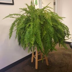 Boston Curly Fern