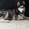 Doris