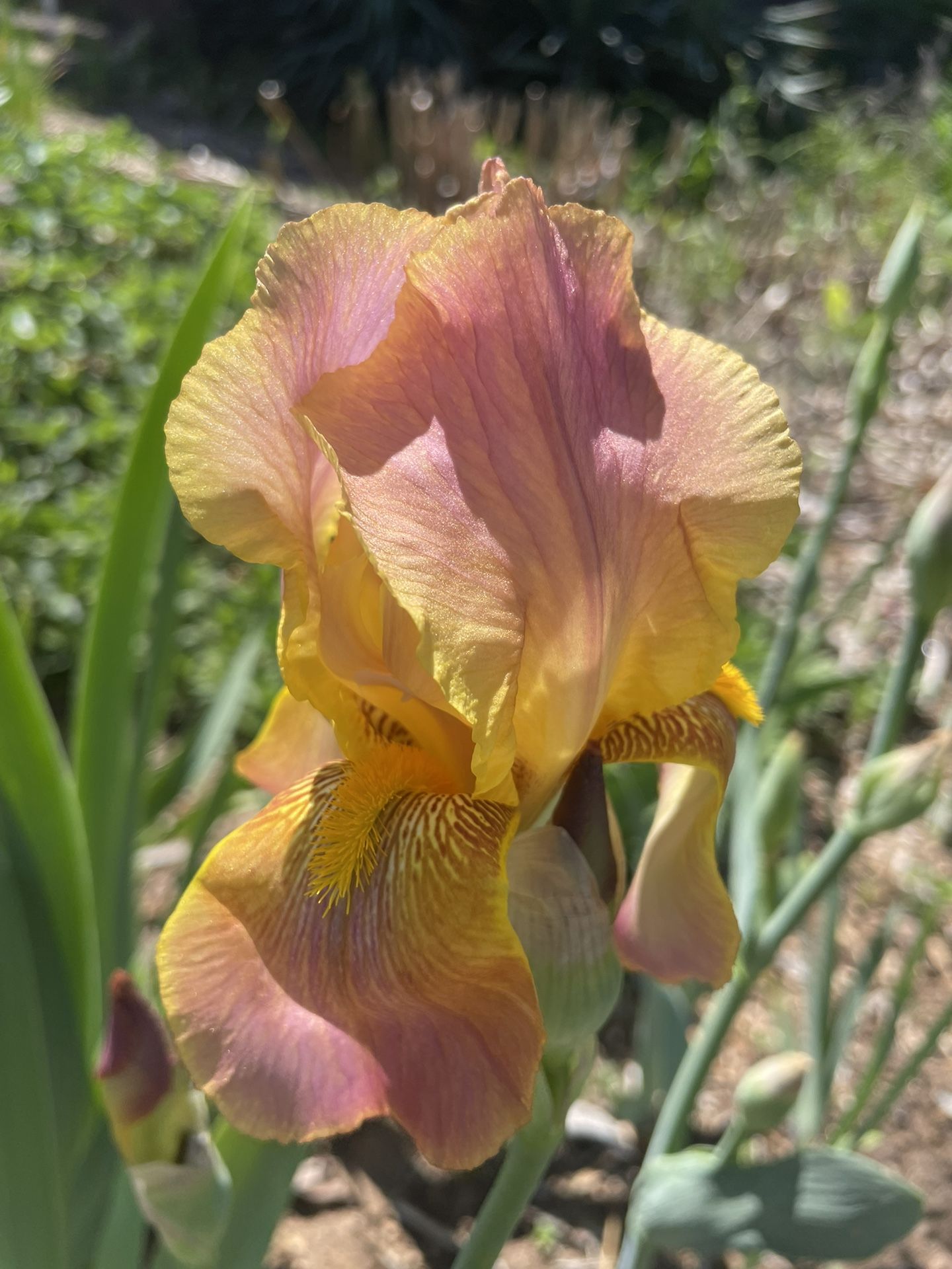 Iris Rhizome Flower Plant