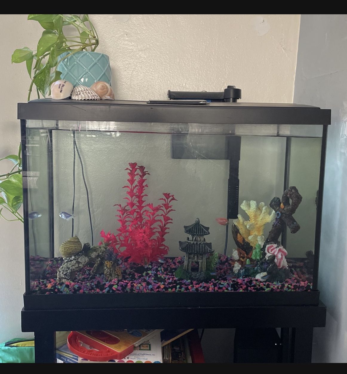 20 Gallon Fish Tank