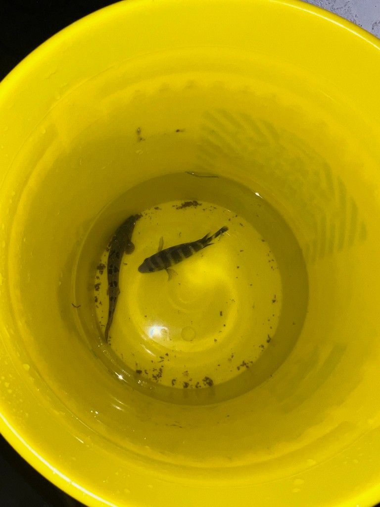 Fish Tank And Supplies