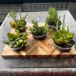 Planta de decierto  5x$20