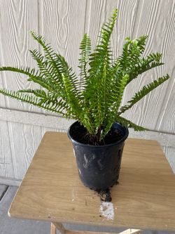 Planta Elecho natural $10