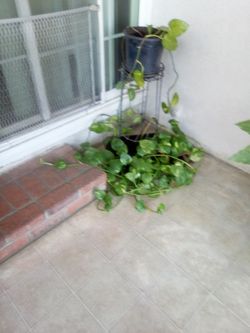 Plant