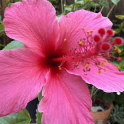 FREE L, Fuchsia, Color, Hibiscus, About 5 Feet Tall, You Dig It Out