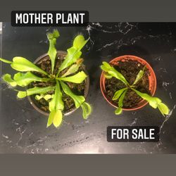 Venus fly Trap