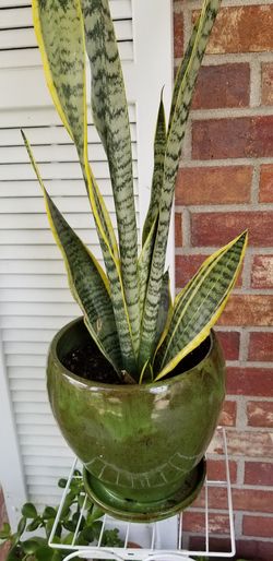 Sansevieria