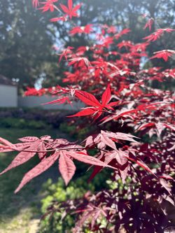 Red Emperor Japanese Maple 8 Feet