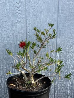Dwarf Bottlebrush “Little John” Pre Bonsai Tree