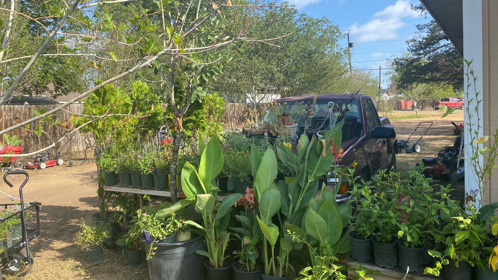 Canna Lilies / Coyoles Plant for Sale in San Antonio, TX OfferUp