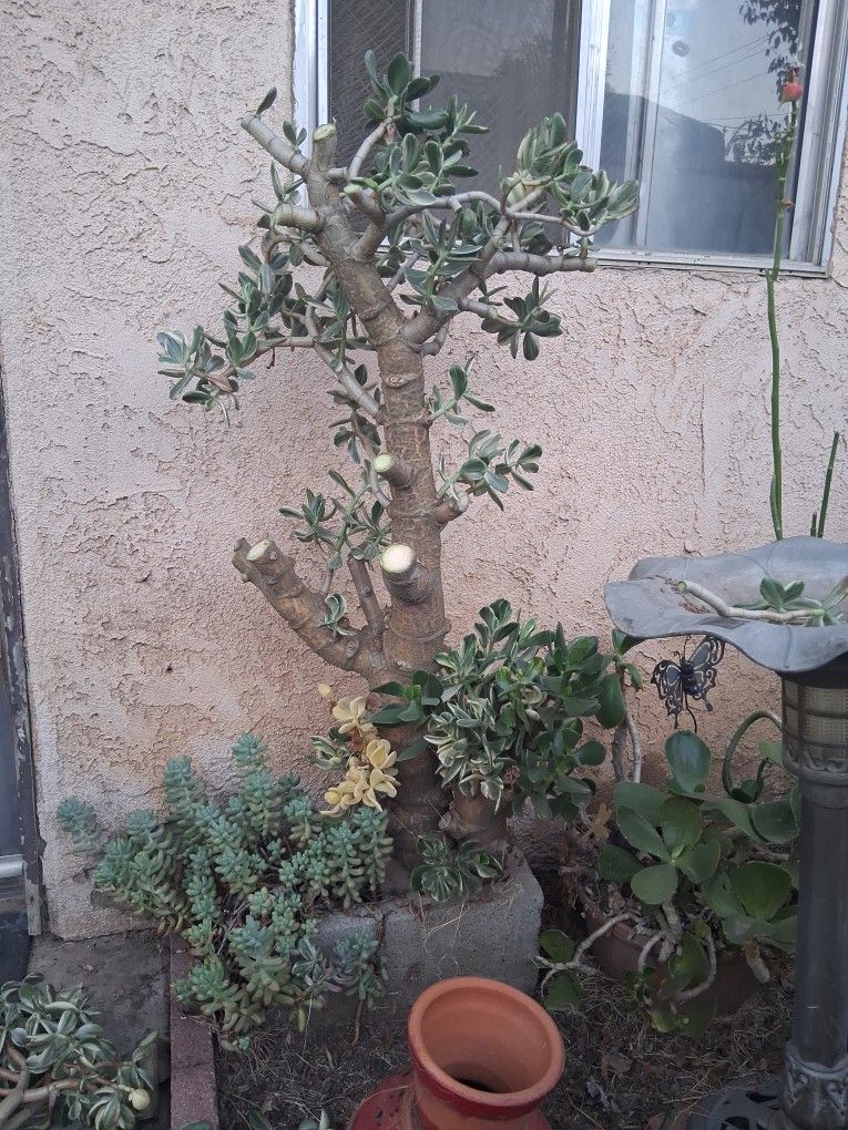Jade Plant (Large) 