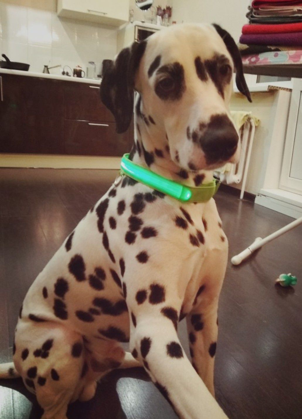 Green LED Dog Collar