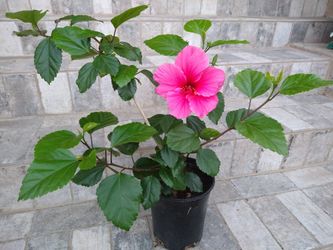 Hibiscus