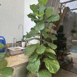 Live 7.5 ft tall healthy Fiddle Leaf Fig