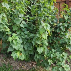 Black Currant( Смородина)