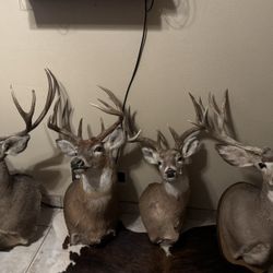 Taxidermy Deer 