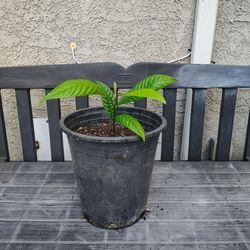 Arbol de Mamey plants