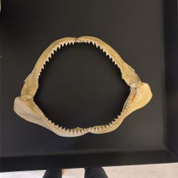 Shark Jaw
