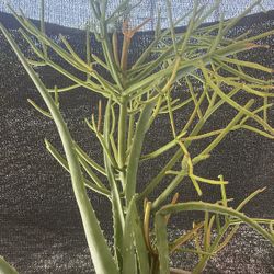 Pot Plants Tools 