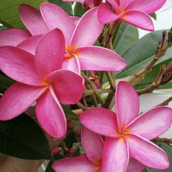 Pink Plumeria / Frangipani  Tree Rooted Cuttings 🔻See Below🔻