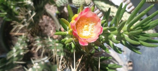 Cactus plant🌵