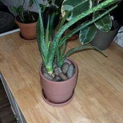 aloe vera