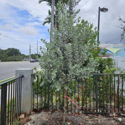 Silver Bottom Wood Tree Green Bottom Wood Japanese Blubbery 