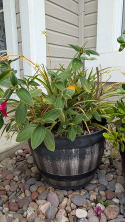 Potted plant