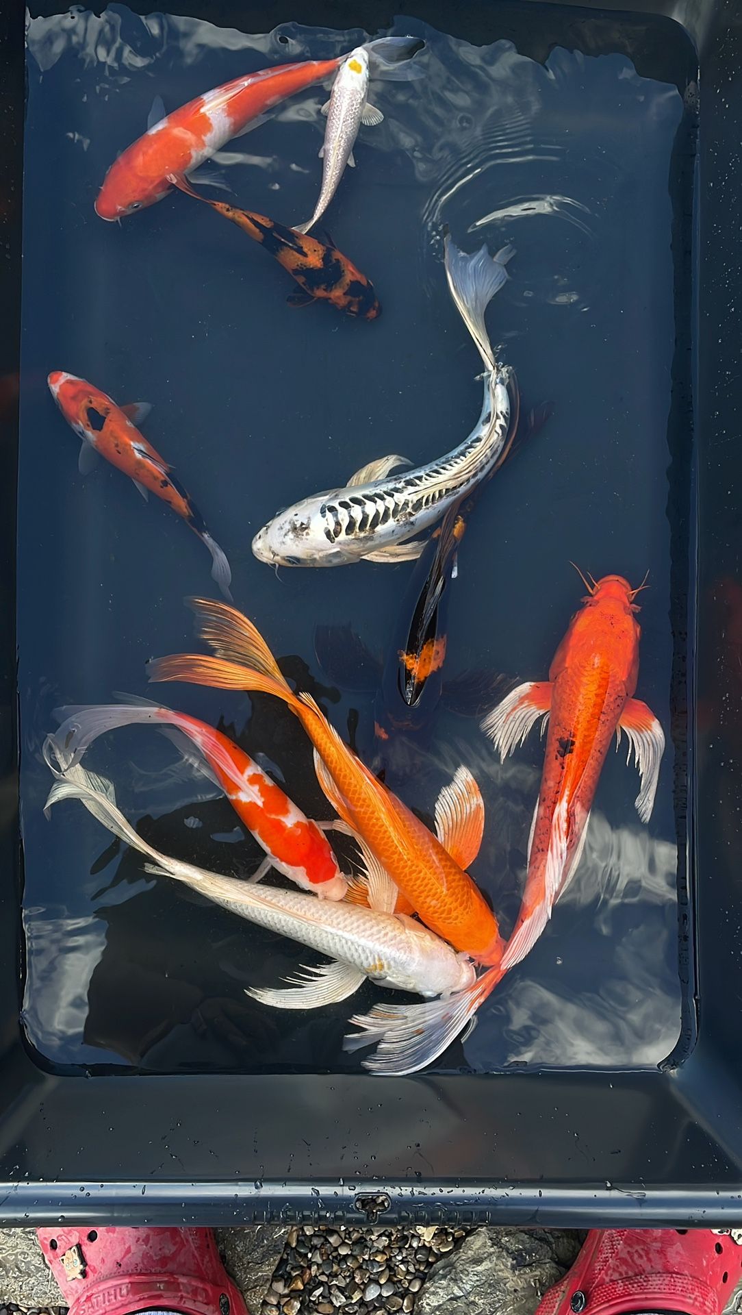 Koi Fish