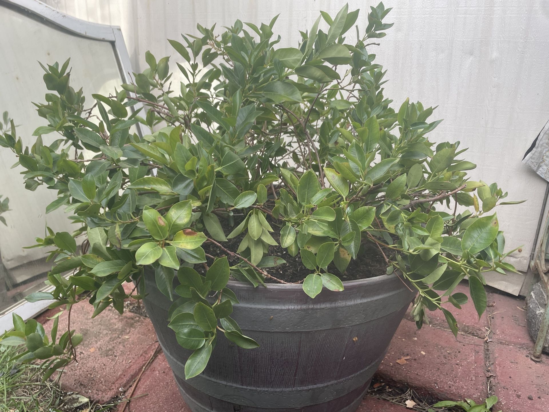 Giant Plant Mandevilla Color Dark Pink /red