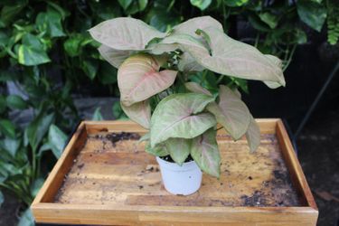 Pink Syngonium