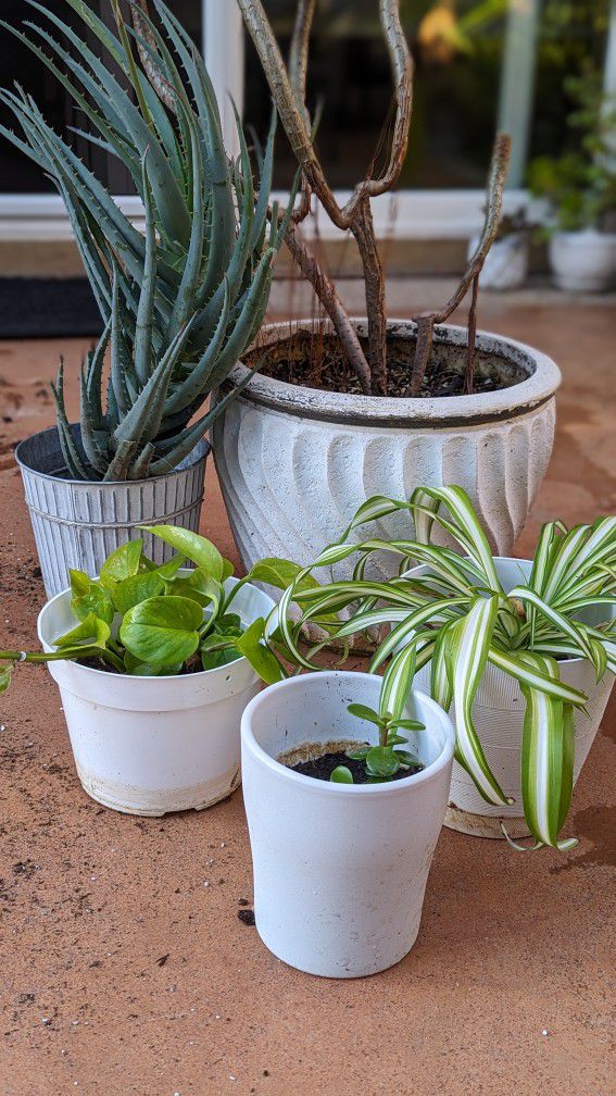 Plants With Pots