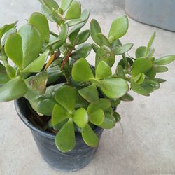Plants  De Jade