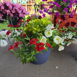 Beautiful and Healthy Combo PLANTS ARRIVED. $22 each