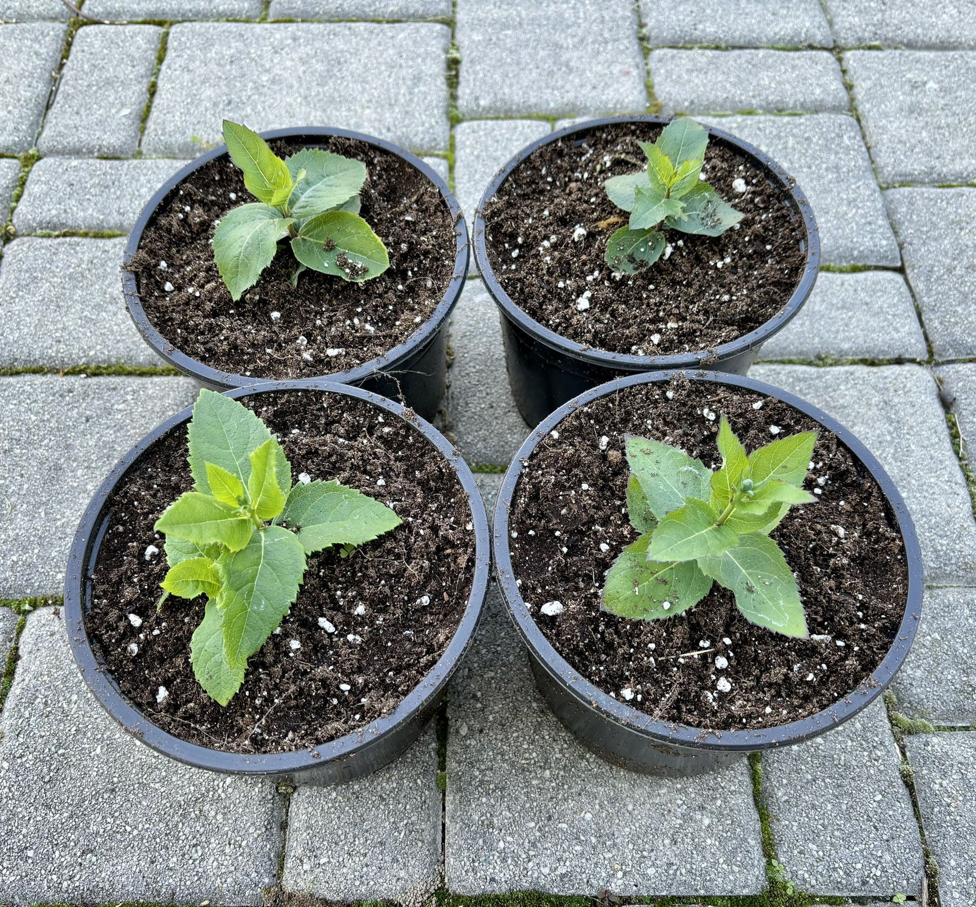 Perennial Balloon Flowers In 6" Pots