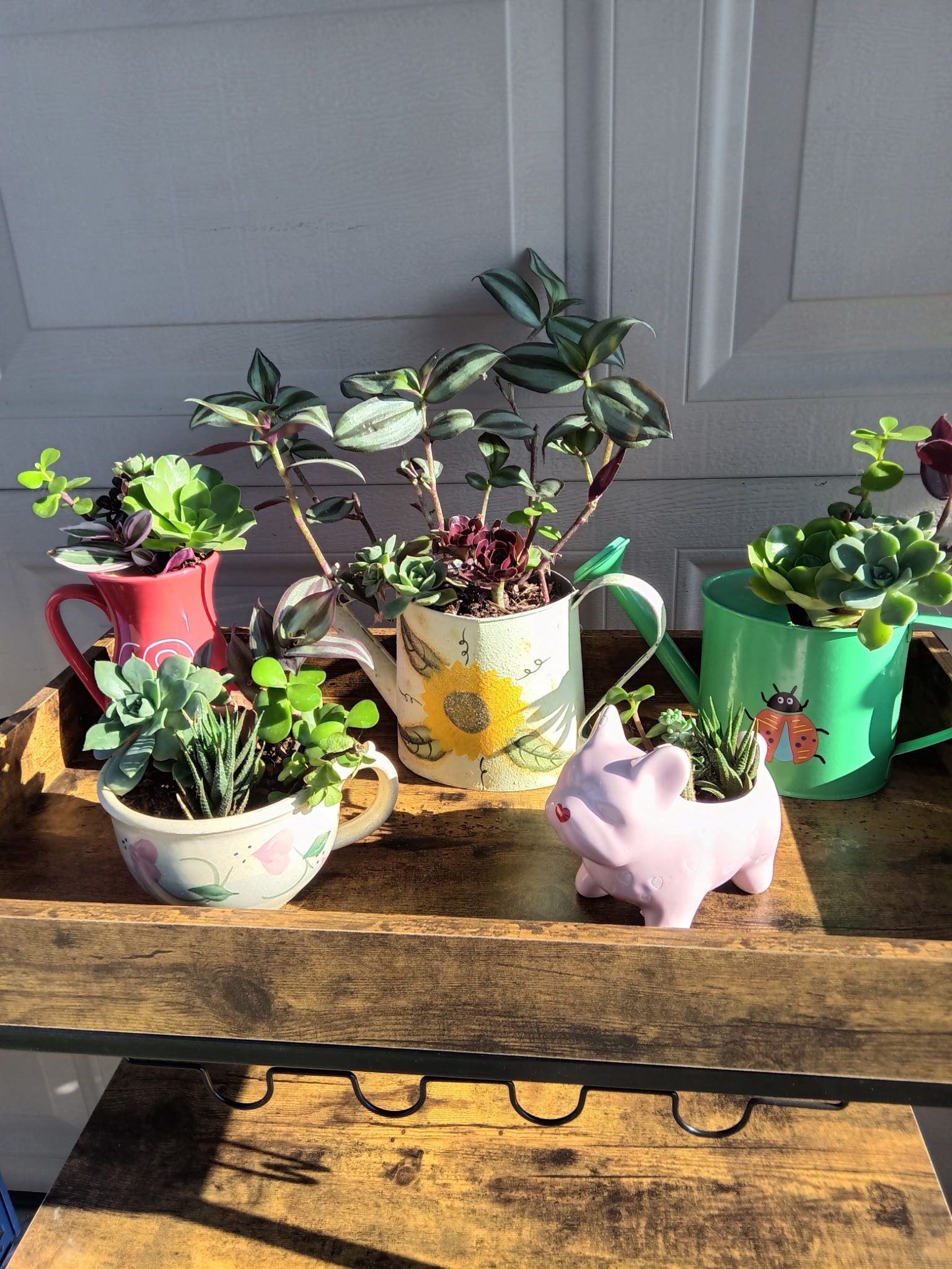 Succulents
