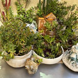 Succulents