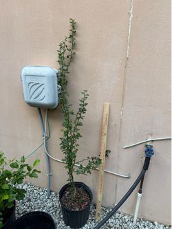 NO offer -Flying dragon bitter orange dwarf tree- coral gables pick up